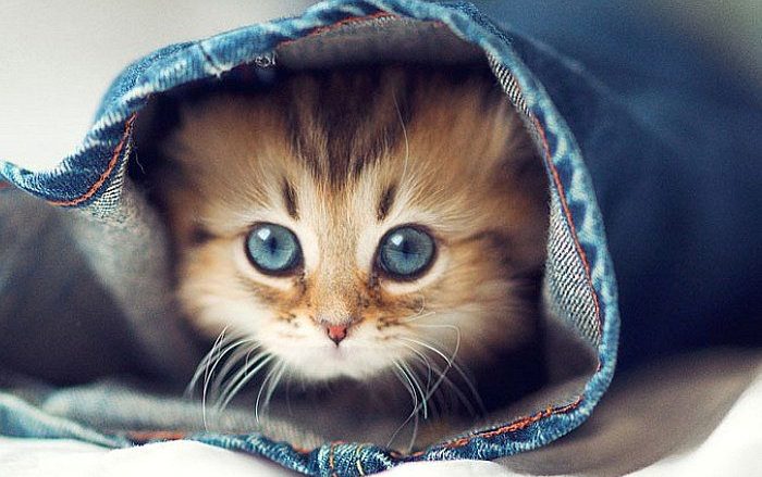 Te iubește o pisică? Vei trăi mai mult! u2013 Wawlist