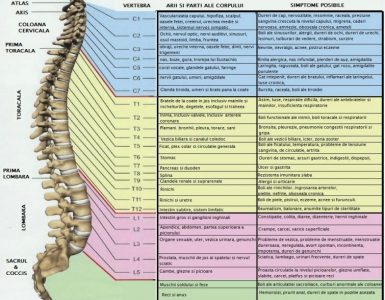 coloana vertebrala