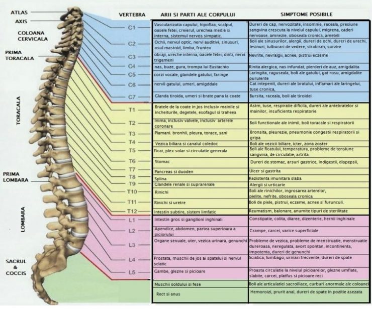 coloana vertebrală și prostatita