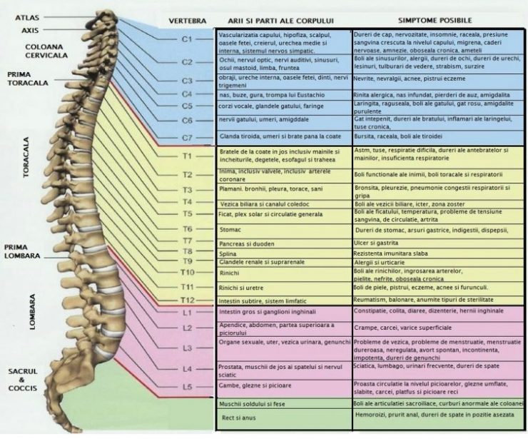 coloana vertebrala