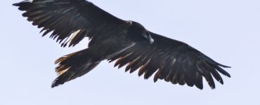 vultur-negru