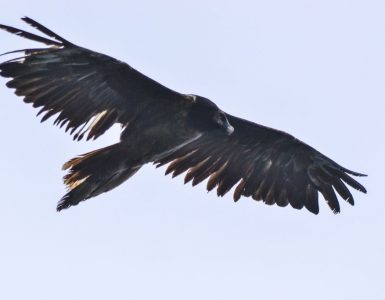 vultur-negru