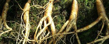 ginseng