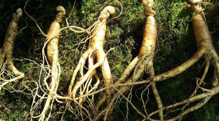 ginseng