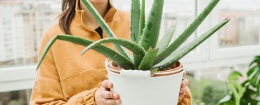 aloe vera