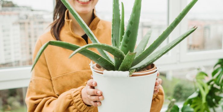 aloe vera