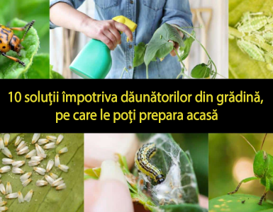 10-solutiii-pentru-gradina