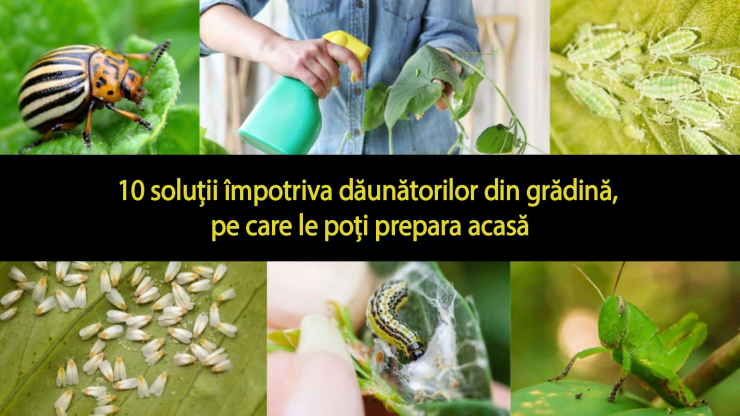 10-solutiii-pentru-gradina