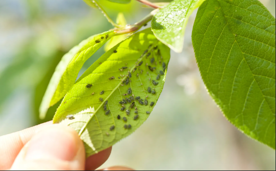 Scapă de dăunătorii din grădină cu aceste 7 ierburi naturale