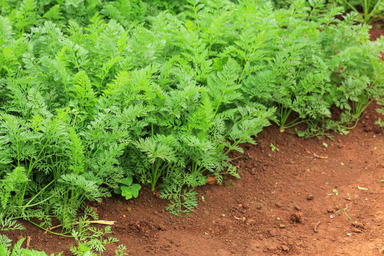 7 legume și flori care se pot planta în Septembrie pentru o grădină înfloritoare